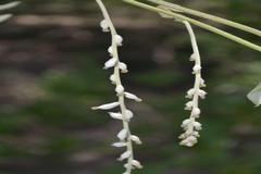 Dioscorea tomentosa